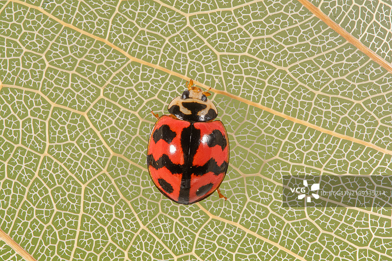 印尼一只瓢虫（Coccinellidae）在叶子上的俯视图图片素材