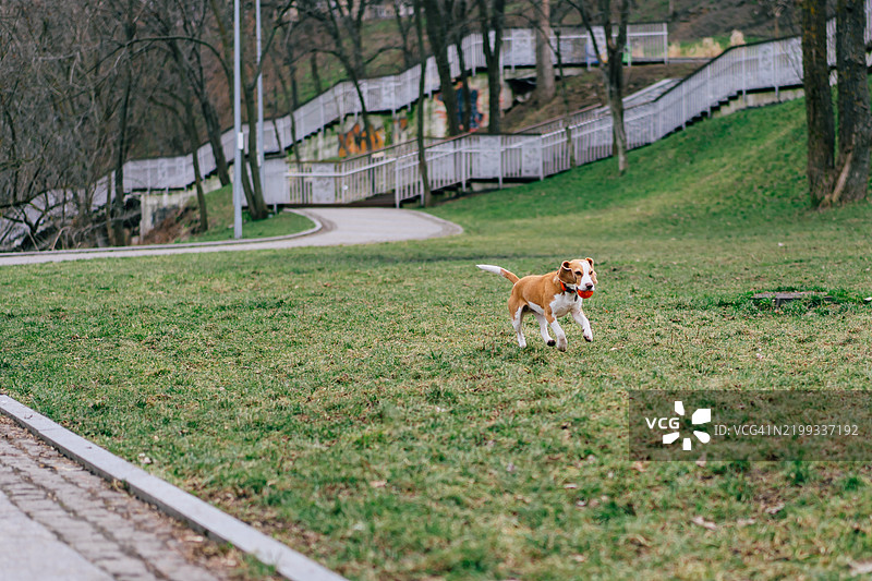 活泼的狗在开阔的绿色田野上奔跑图片素材