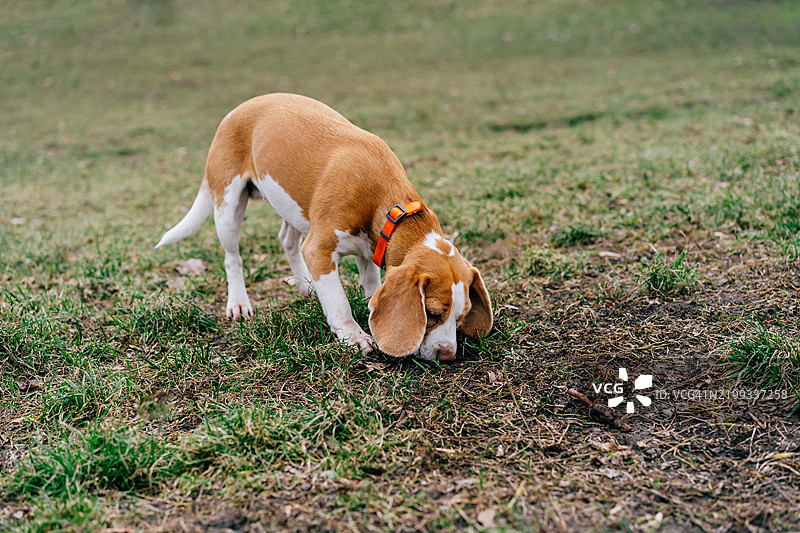 比格犬在阳光明媚的公园里嗅地面图片素材