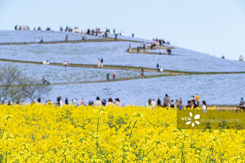 油菜花田和蓝色的宁波花田，远处有人在行走，位于日本茨城县日立海滨公园。图片素材