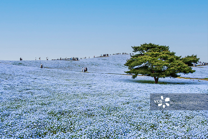 蓝色的宁波花田，远处有人在行走，位于日本茨城县日立海滨公园。图片素材