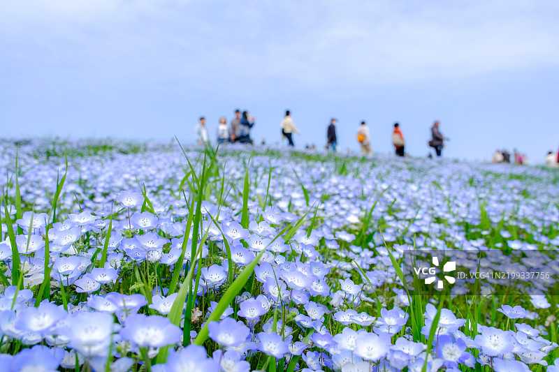 蓝色的宁波花田特写，远处有人在行走，位于日本茨城县日立海滨公园。图片素材