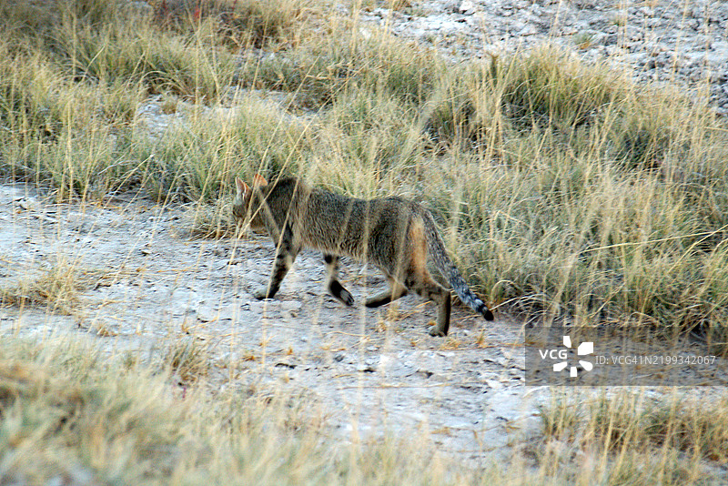 侧面视角的非洲野猫（Felis lybica）在纳米比亚埃托沙国家公园的灌木丛中行走图片素材
