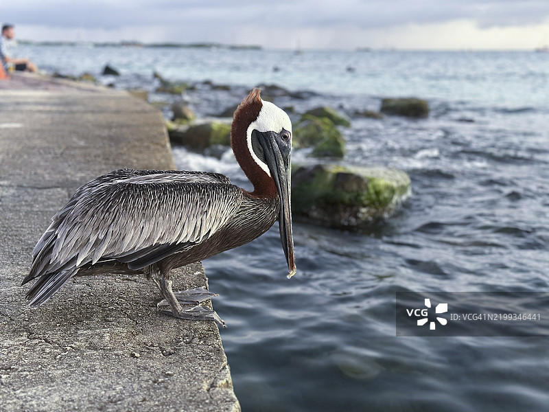 棕色鹈鹕在海边的码头上休息图片素材