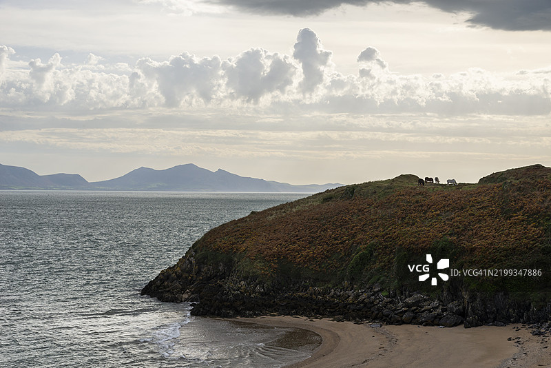 威尔士安格尔西岛的因尼斯兰德温野生小马在吃草图片素材