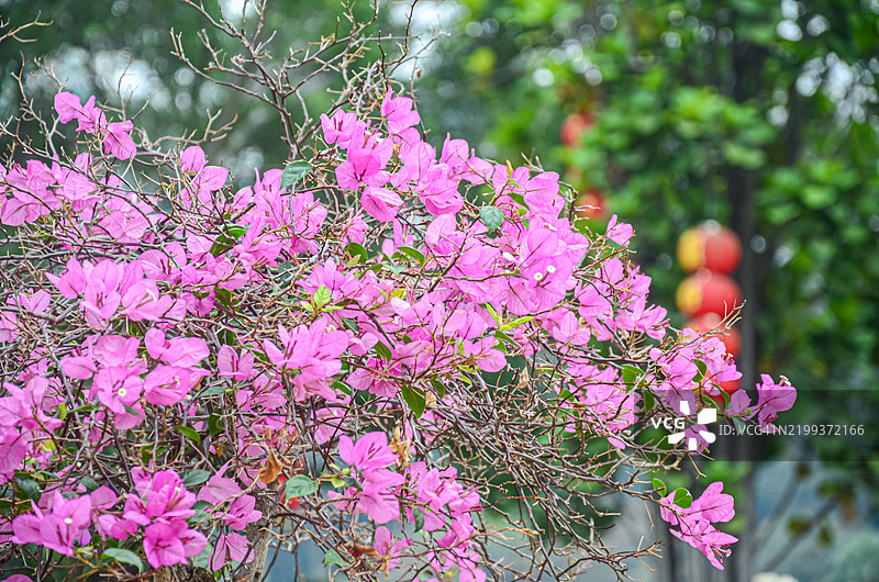 在中国广东省江门市东湖公园盛开的三角梅。三角梅通常被称为纸花或杜鹃花。三角梅呈现出鲜艳的紫色、粉色、白色、橙色或红色。图片素材