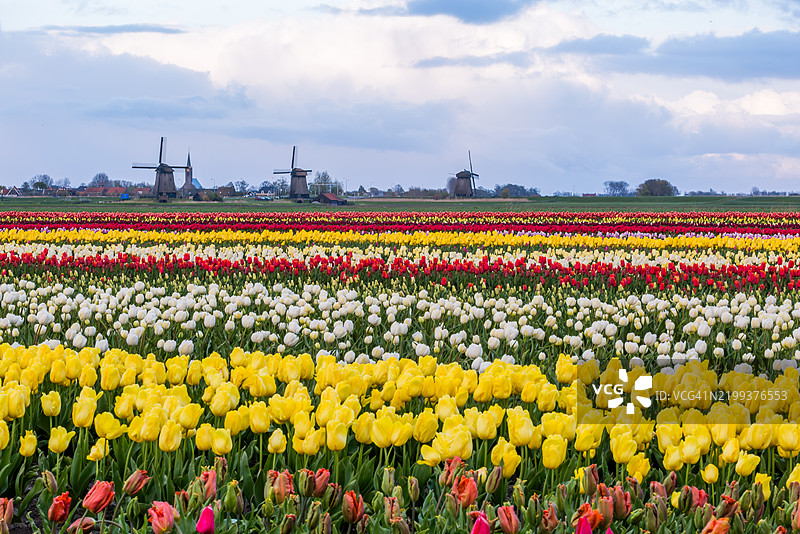 荷兰色彩斑斓的郁金香田野图片素材