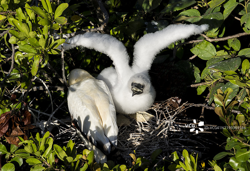 饥饿的海鸥雏鸟 2图片素材