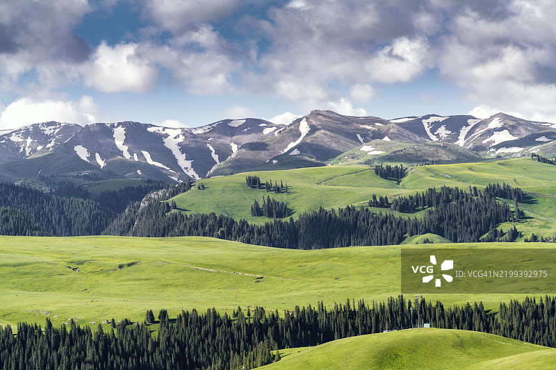 雪山下的草原和森林图片素材