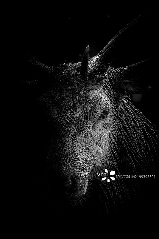 黑色背景上的红鹿图片素材