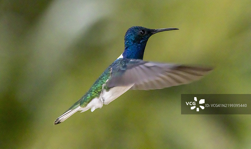 白颈雅各宾蜂鸟图片素材