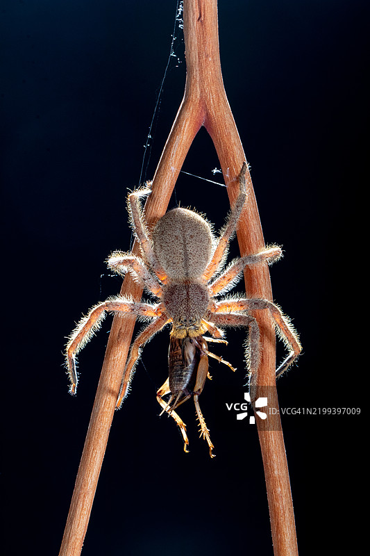 印尼植物上的巴西游荡蜘蛛（Phoneutria fera）特写图片素材