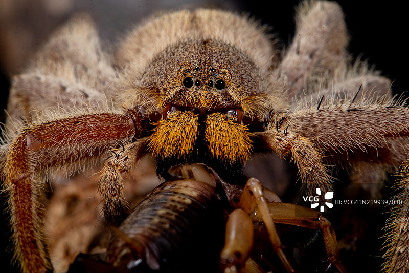 巴西流浪蛛（Phoneutria fera）的特写全景，印度尼西亚图片素材