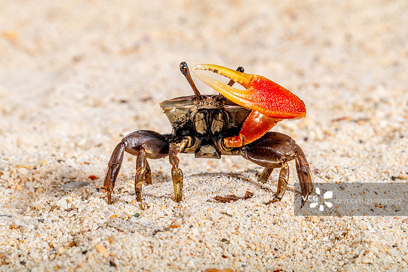 印尼沙滩上的螃蟹特写图片素材