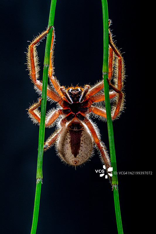 印尼植物上的巴西游荡蜘蛛（Phoneutria fera）特写图片素材