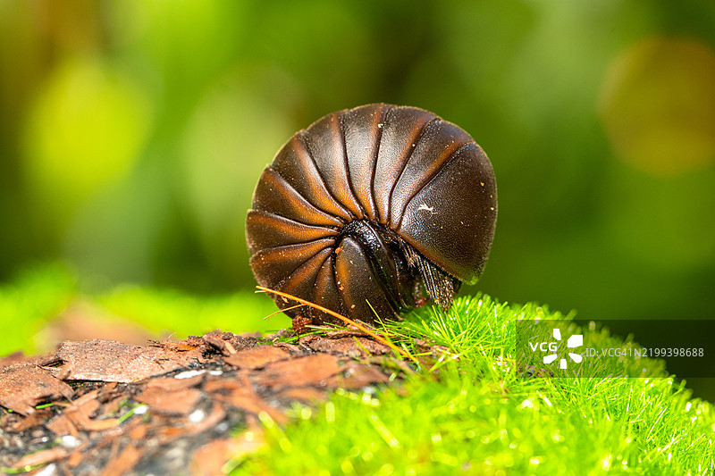 卷曲的药丸千足虫（Glomeris marginata）在苔藓覆盖的岩石上的特写，印度尼西亚图片素材