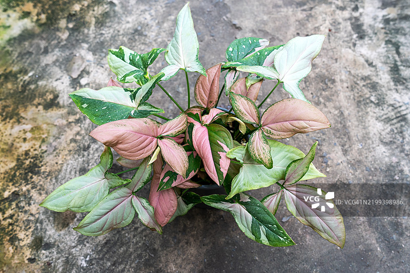 粉色飞燕草盆栽图片素材