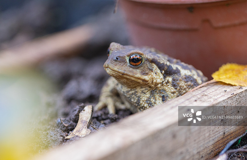 常见蟾蜍，欧洲蟾蜍 - Bufo bufo，在花园中图片素材