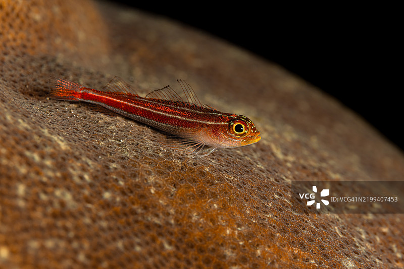 热带条纹三鳍鱼 Helcogramma striata 在坚硬珊瑚上，位于印度尼西亚北苏拉威西的伦贝湾图片素材