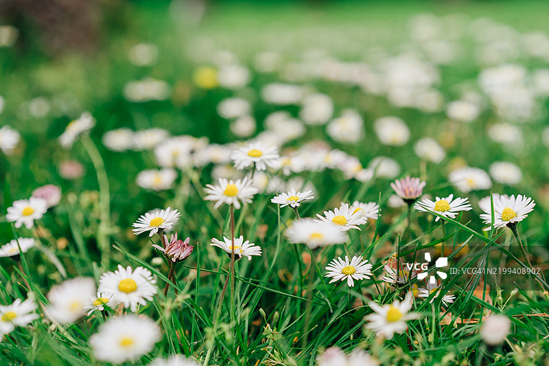 春天盛开的白色雏菊田野特写图片素材