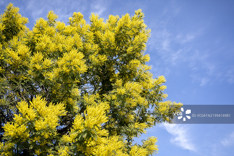 春天盛开的含羞草或银合欢树（Acacia dealbata）在蓝天背景下。图片素材