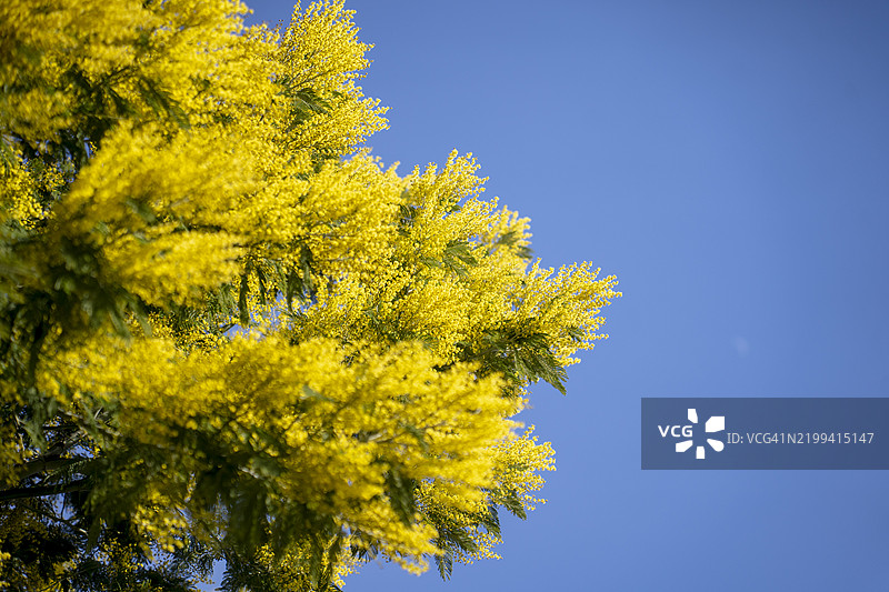 春天盛开的含羞草或银合欢树（Acacia dealbata）在蓝天背景下图片素材