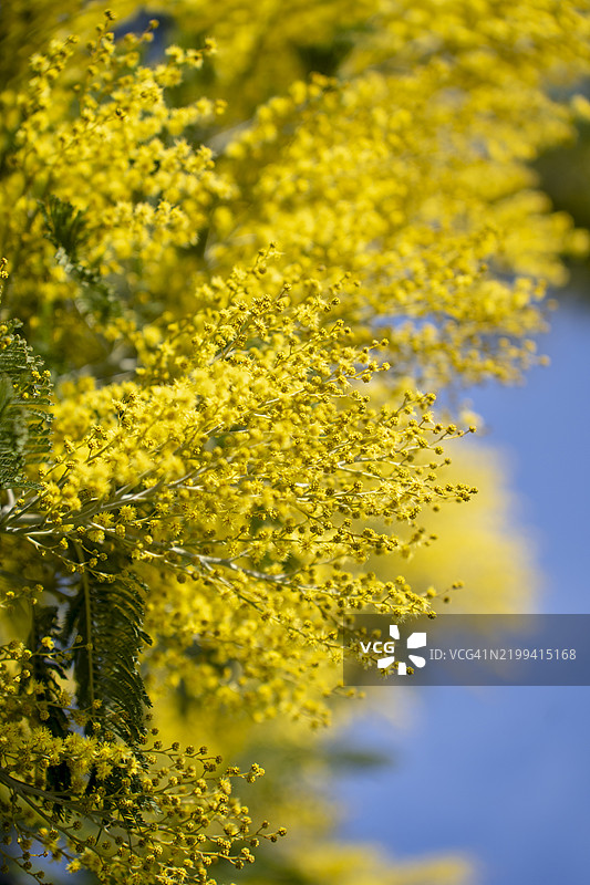 春天盛开的含羞草或银合欢树（Acacia dealbata）在蓝天背景下。图片素材