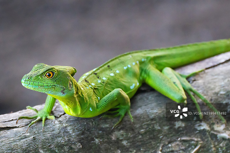 河岸上的翡翠蜥蜴图片素材