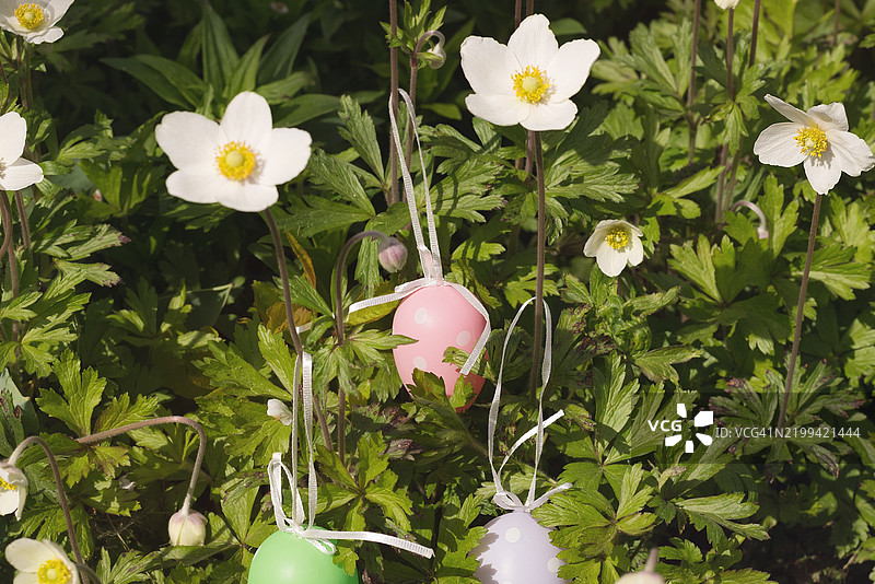 在盛开的银莲花中寻找复活节彩蛋图片素材