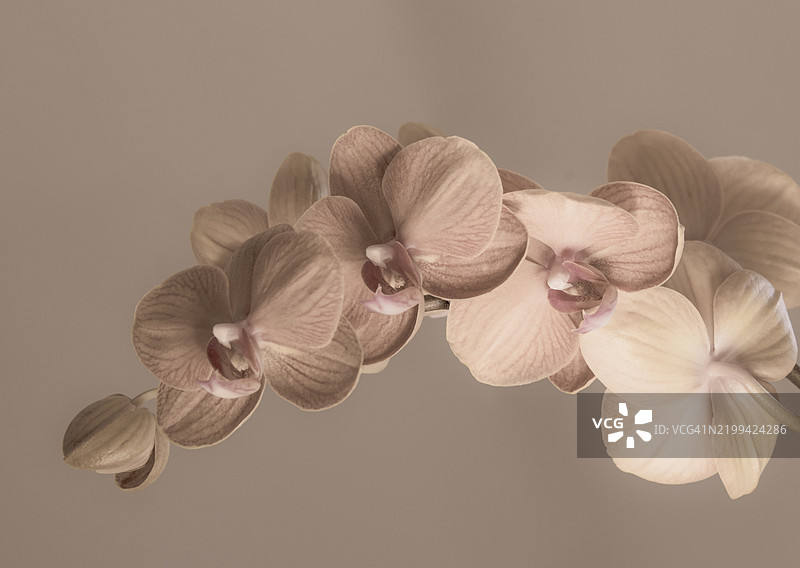 粉彩兰花图片素材