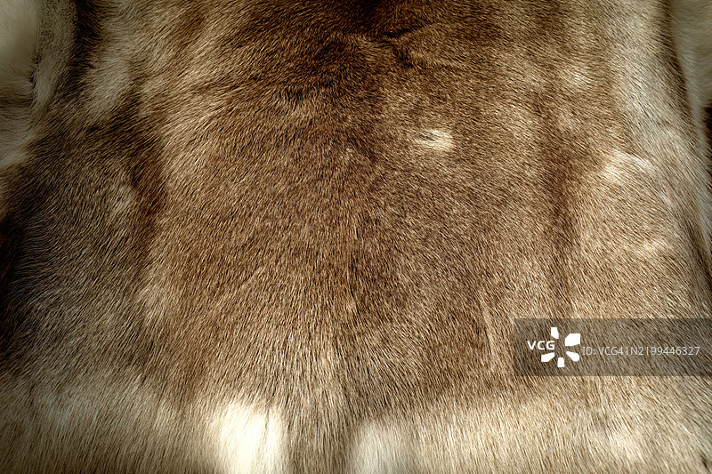 驯鹿皮毛背景纹理 动物皮肤 高质量照片图片素材