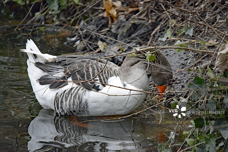 高角度视图的鹅在湖中游泳图片素材