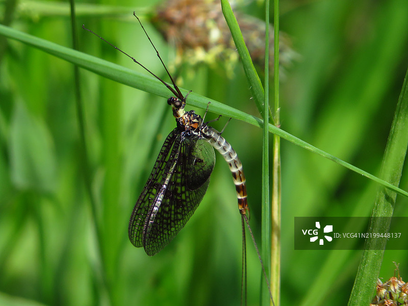 植物上的昆虫特写图片素材
