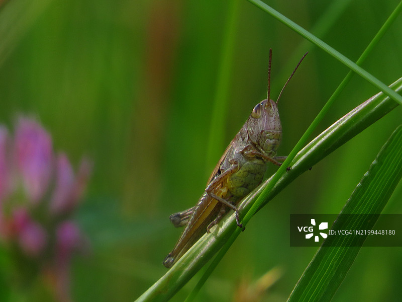 植物上的昆虫特写图片素材