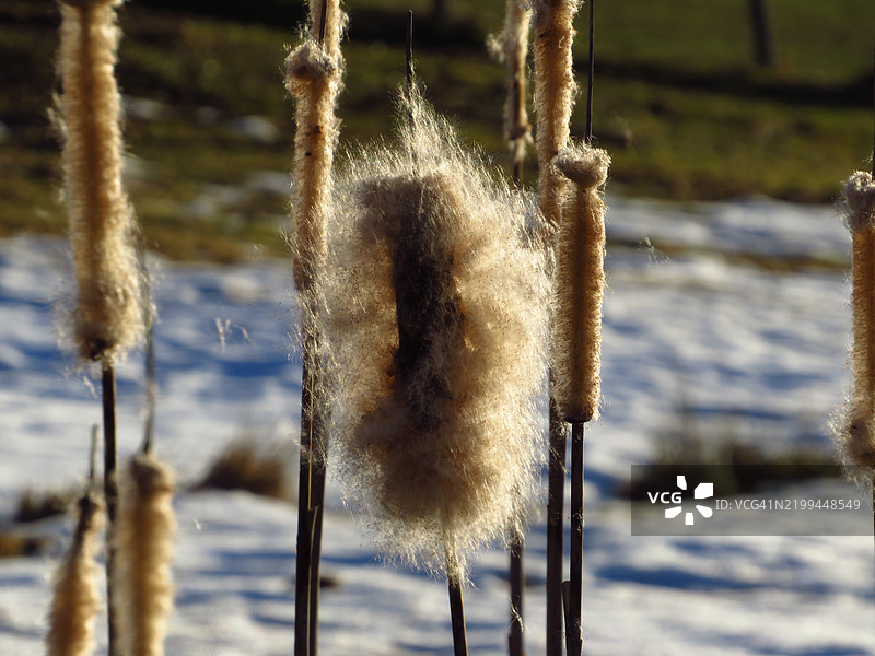 植物上的雪特写图片素材