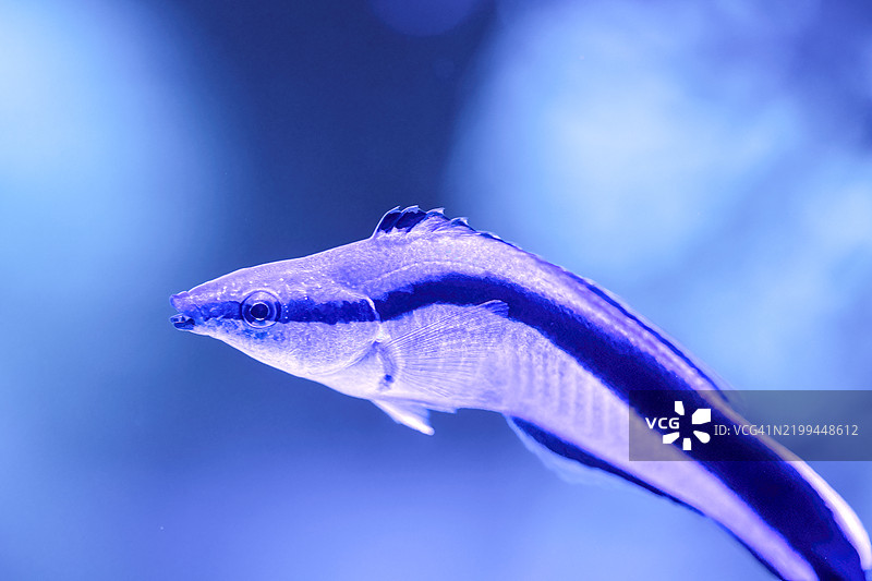 蓝条清洁鱼（Labroides dimidiatus）是清洁鱼的一种。图片素材