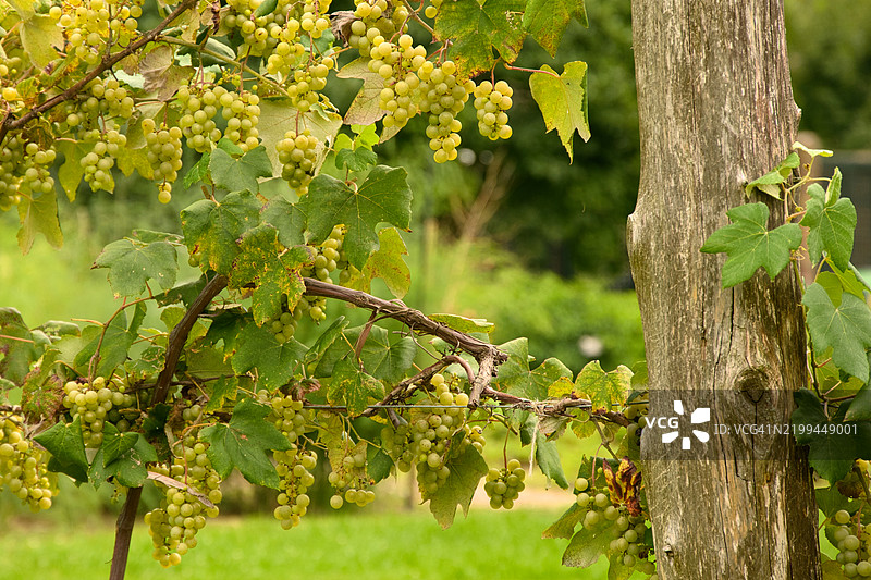 纽约州提康德罗加的葡萄园中生长的葡萄特写图片素材