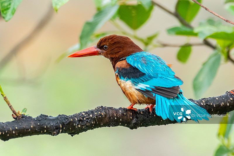 翠鸟栖息在树枝上的特写镜头图片素材