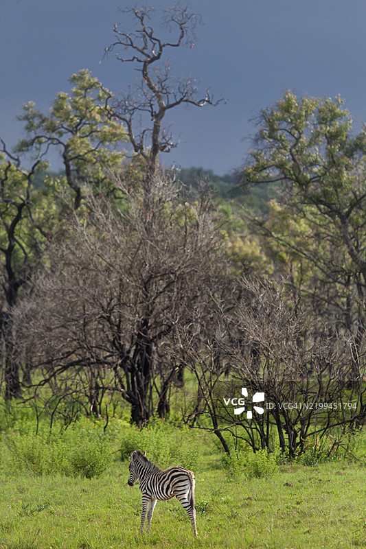 侧面视角的猎豹在行走图片素材