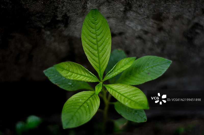 湿润植物的特写，越南东南省边和市图片素材