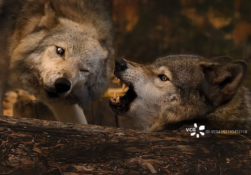 鬣狗与狗玩耍的特写镜头图片素材