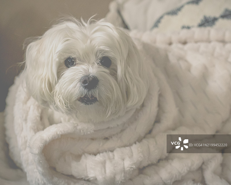马尔济斯犬的特写肖像图片素材