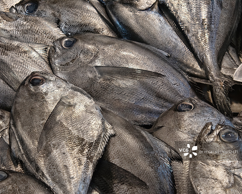 鱼的全景特写图片素材