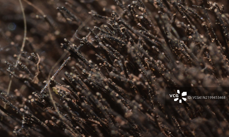 植物特写图片素材