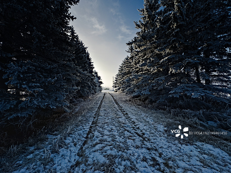 冬季乡间小路上的霜冻树木图片素材