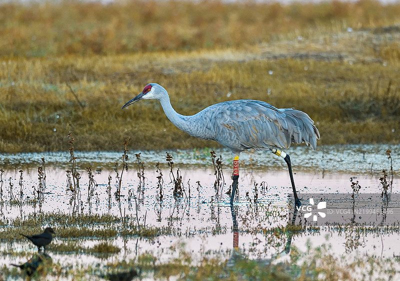 一只带环的沙丘鹤在太平洋飞行路线的利亚诺塞科国家野生动物保护区洪水期间觅食。图片素材