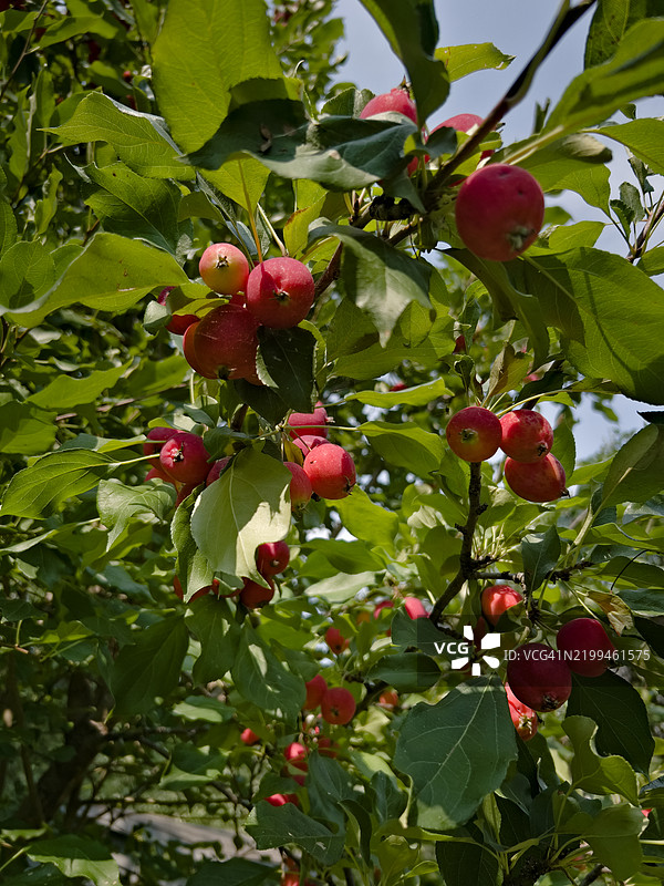 成熟的海棠果挂在树枝上图片素材
