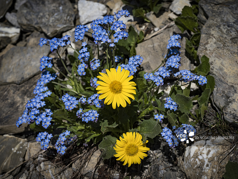 瑞士的黄色开花植物特写图片素材