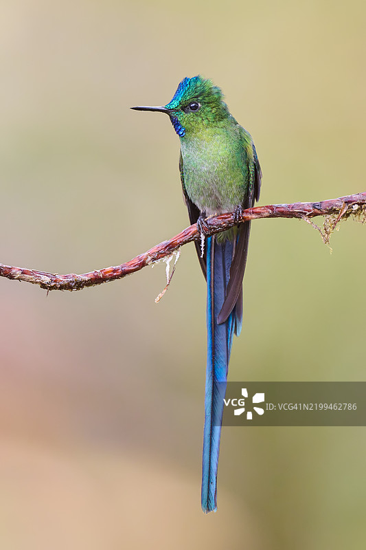 热带鸟类栖息在树枝上的特写镜头图片素材