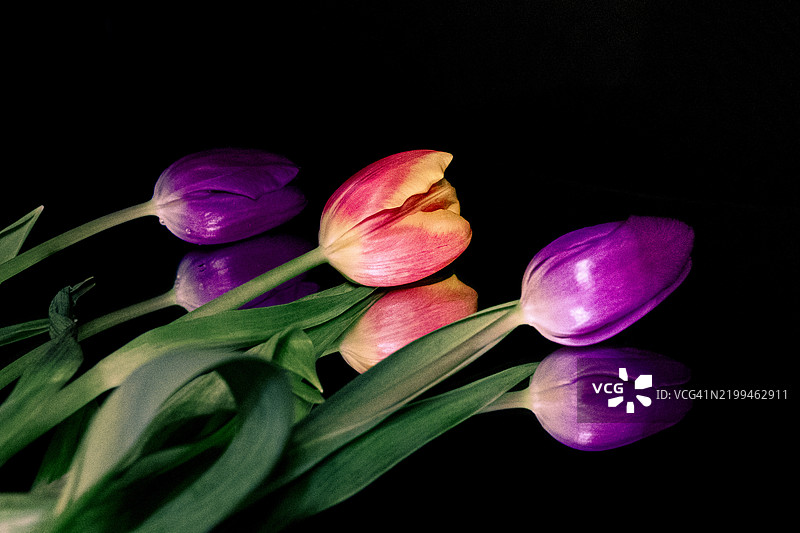 黑色背景下的郁金香特写，芬兰，苏omi图片素材